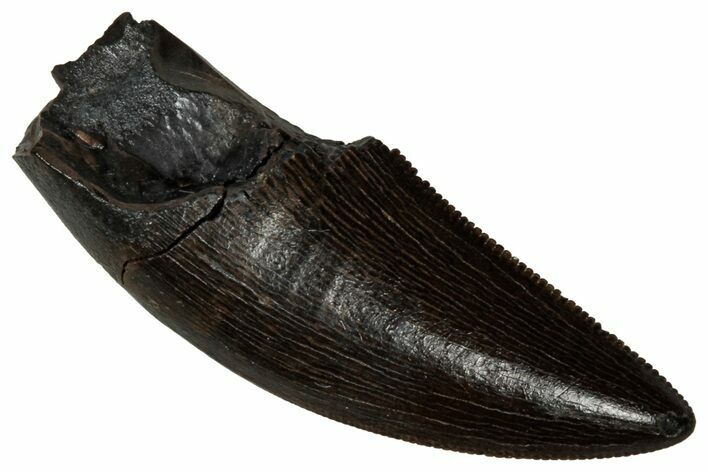 Serrated, Tyrannosaur (Nanotyrannus) Tooth - Montana #350383